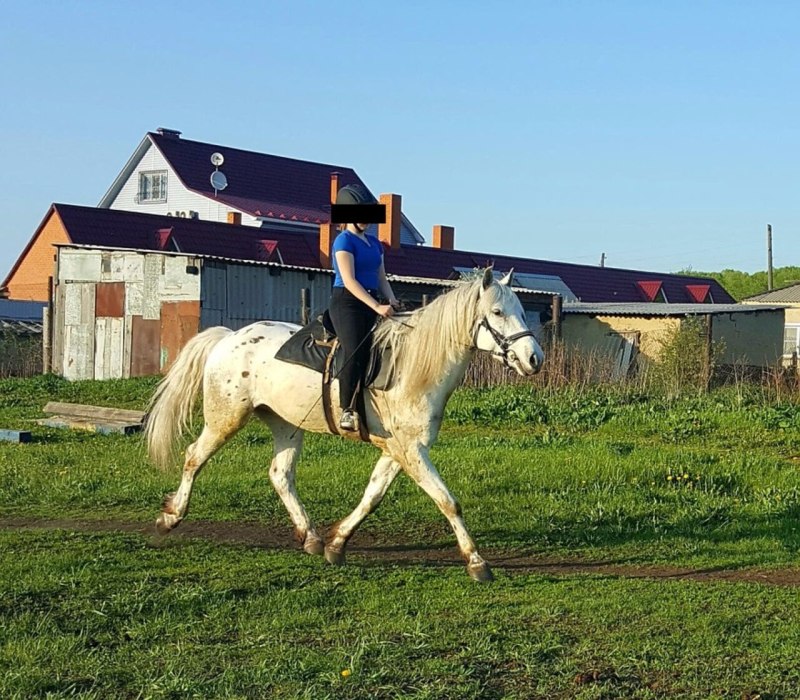 Лошади в Ильинке