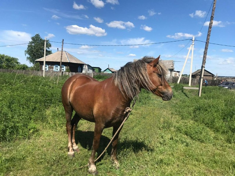 Большая Рудка Нижегородская область лошадь