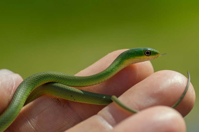 Leptotyphlops carlae змея