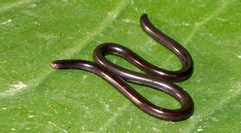 Indotyphlops braminus