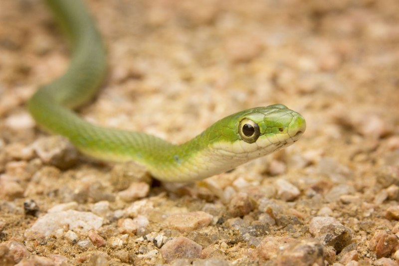 Opheodrys aestivus