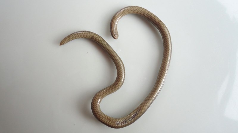 Leptotyphlops carlae змея