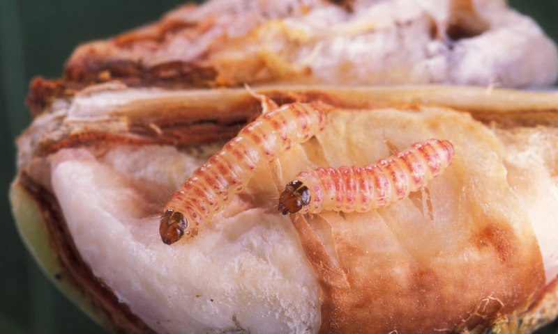 Хлопковая моль (Pectinophora gossypiella (Saunders))