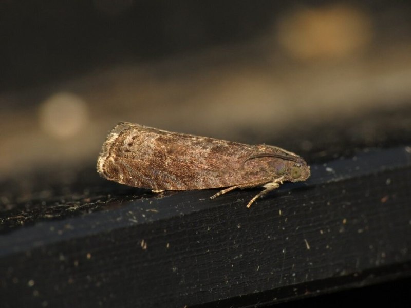 Сливовая плодожорка(Grapholitha funebrana)