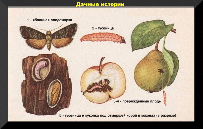 Цикл развития Яблоневой плодожорки