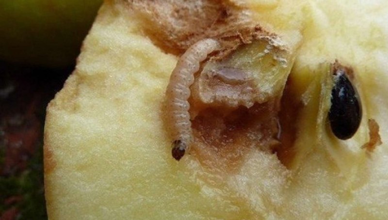 Личинка яблонной плодожорки