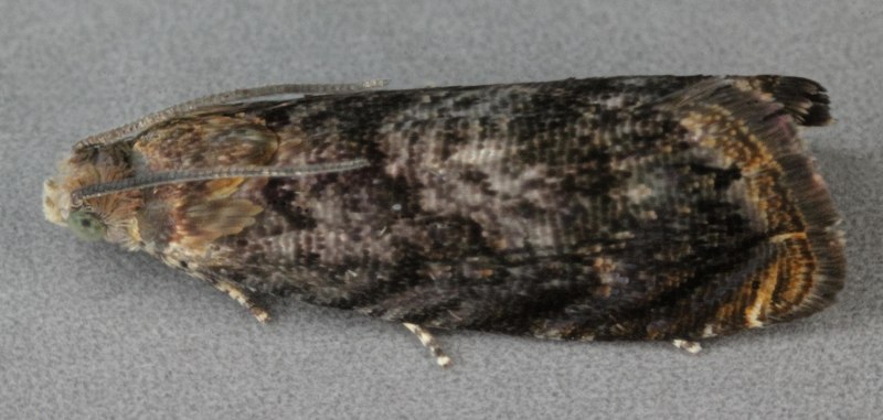 Grapholita jesonika