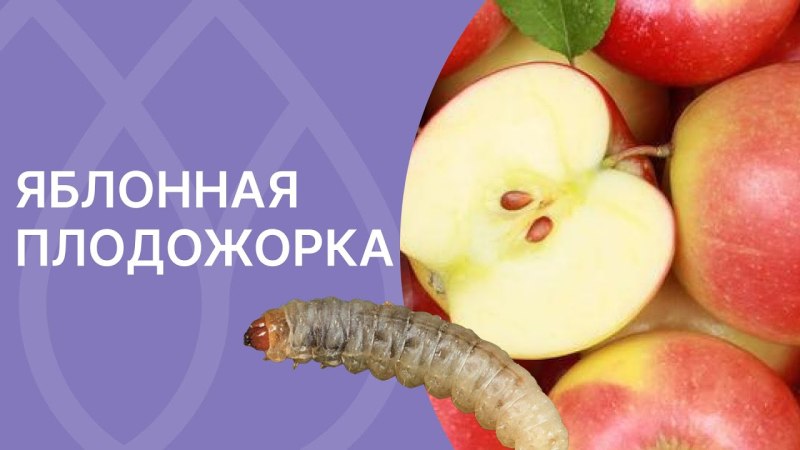 Сливы моих друзей