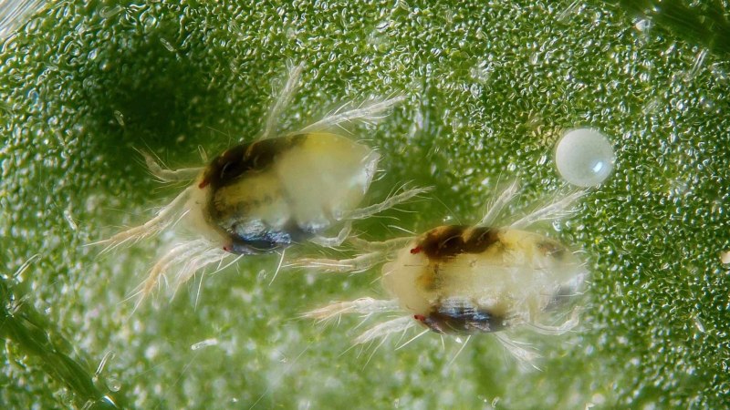 Обыкновенный паутинный клещ Tetranychus urticae