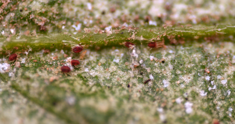 Tetranychus urticae на листьях