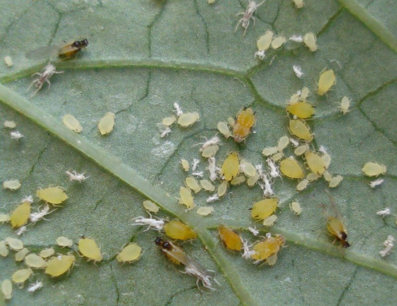 Тля бахчевая (Aphis gossypii)
