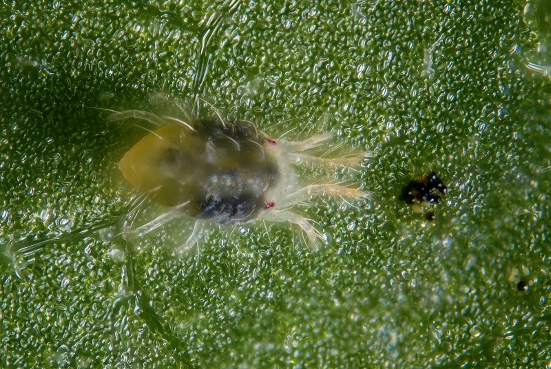 Паутинный клещ (Tetranychus urticae