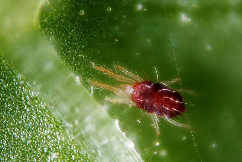 Tetranychus urticae