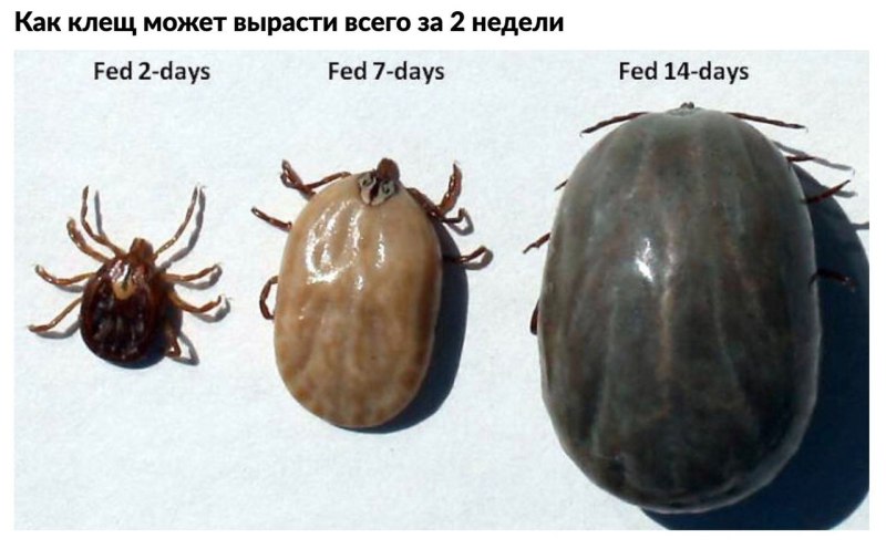 Напившийся Энцефалитный клещ