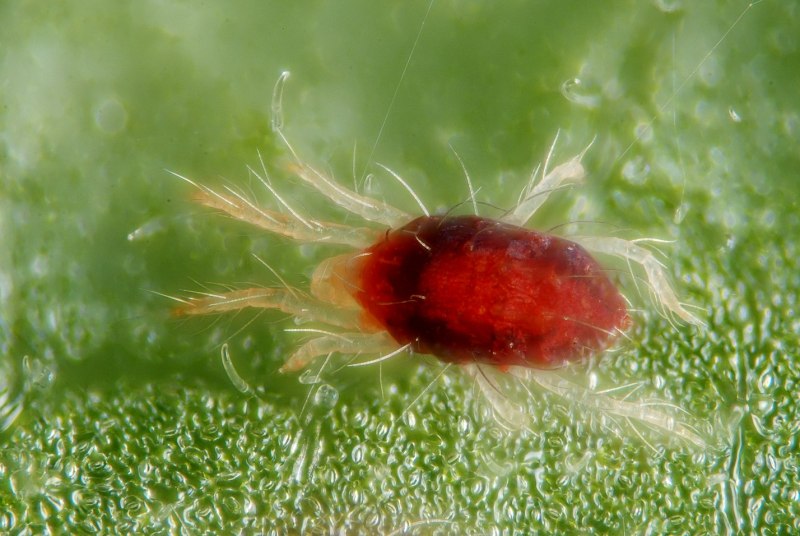 Обыкновенный паутинный клещ Tetranychus urticae