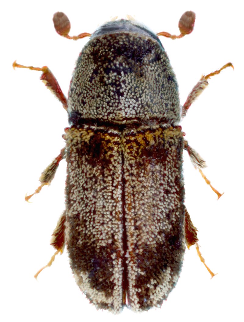 Carphoborus perrisi