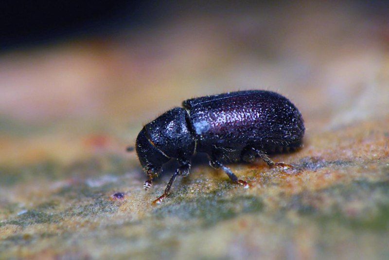 Blastophagus piniperda