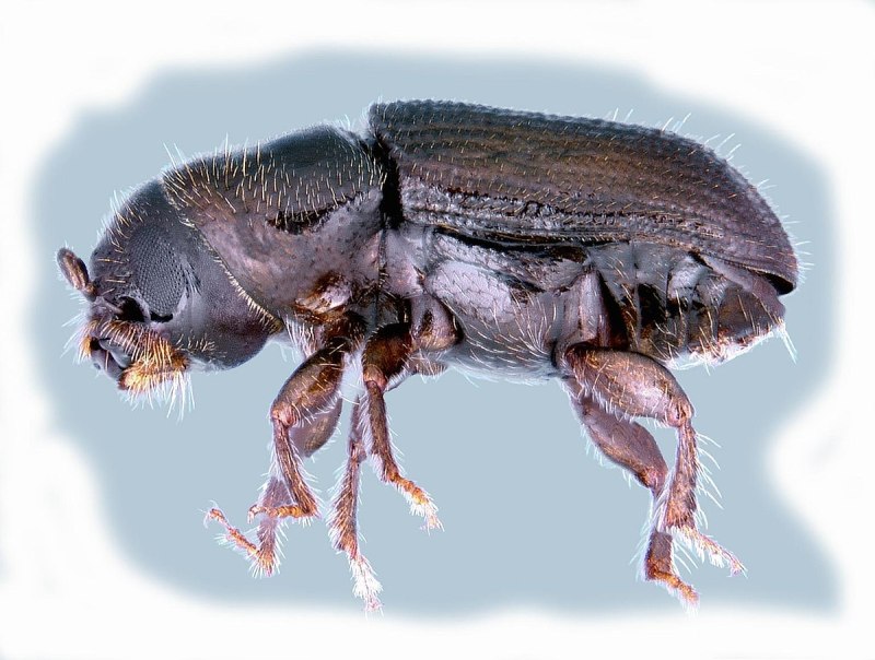 Blastophagus piniperda