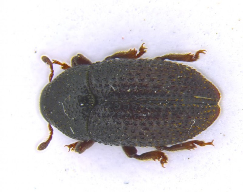 Hylesinus Toranio