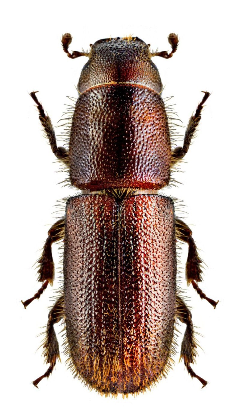Hylurgus ligniperda