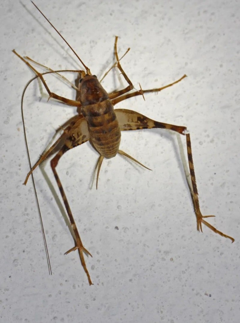 Tachycines asynamorus