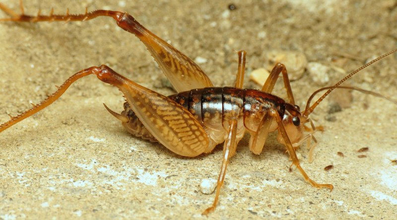 Rhaphidophoridae - Camel Crickets