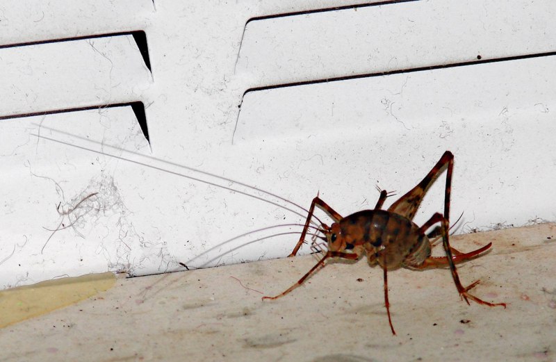 Tachycines asynamorus