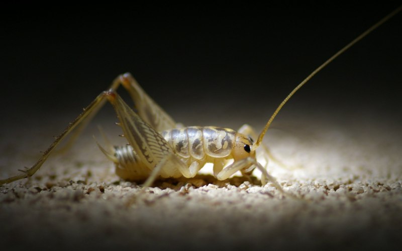 Rhaphidophoridae