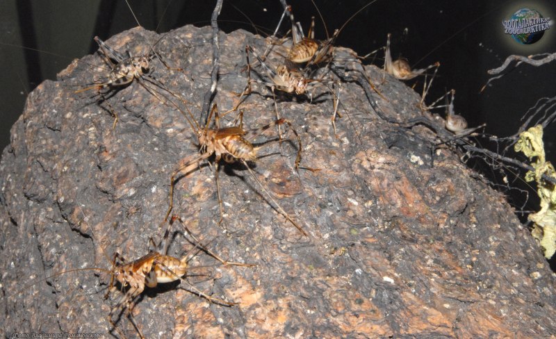 Phaeophilacris bredoides