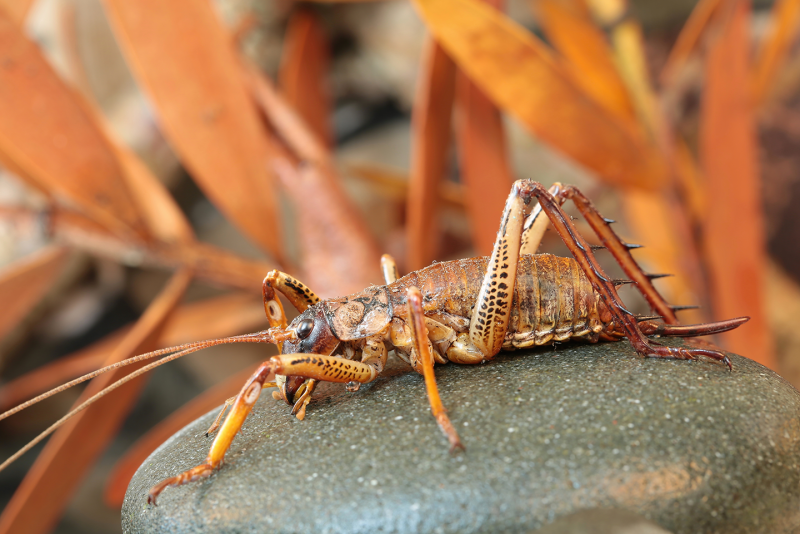 Deinacrida heteracantha