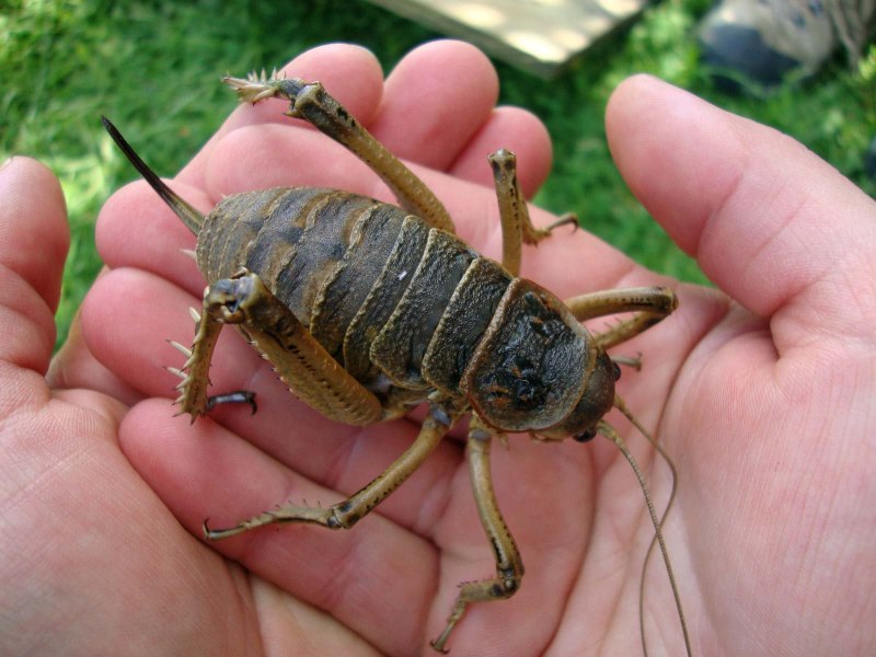 Deinacrida heteracantha
