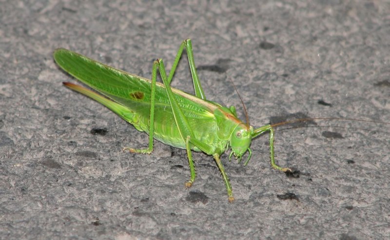 Cricket Green