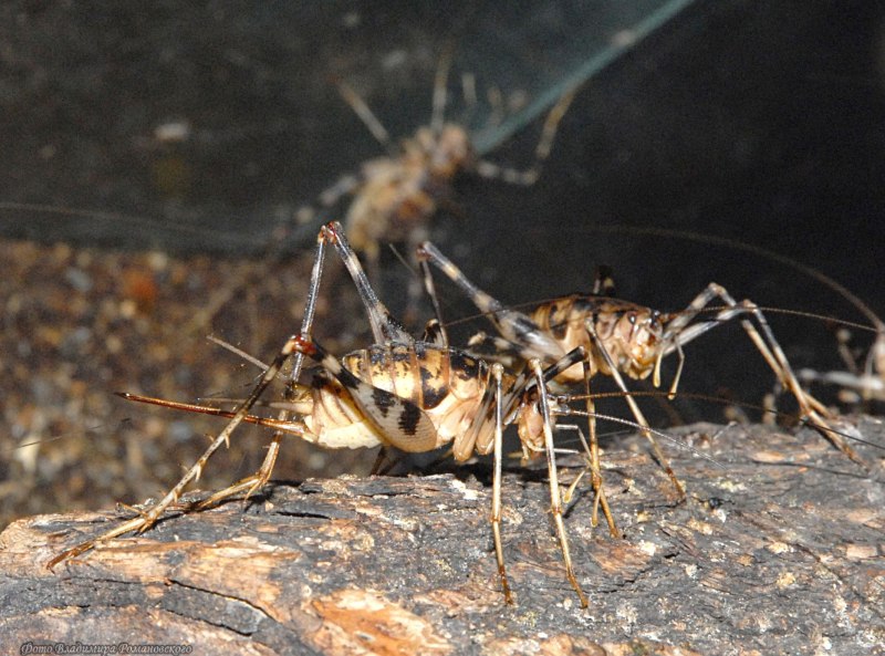 Phaeophilacris bredoides
