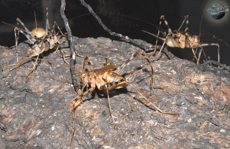 Phaeophilacris bredoides