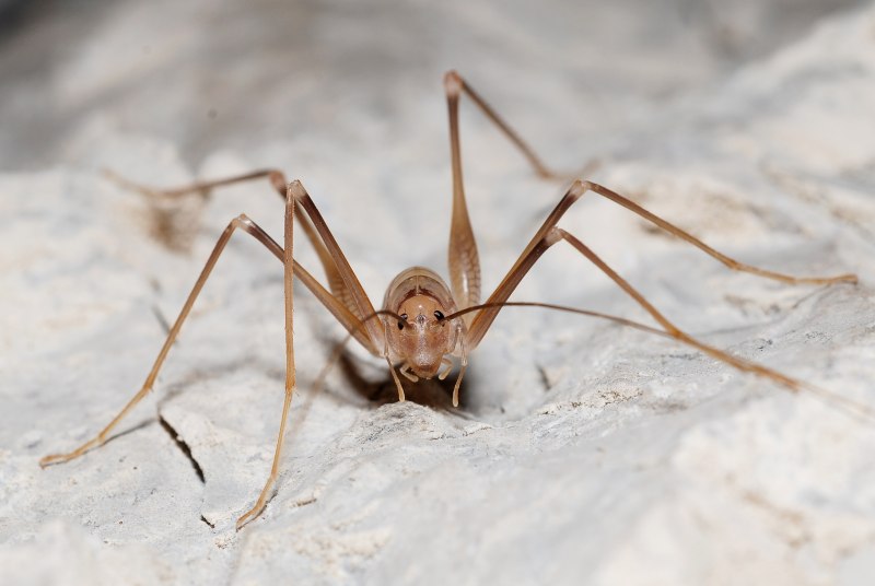 Dolichopoda euxina