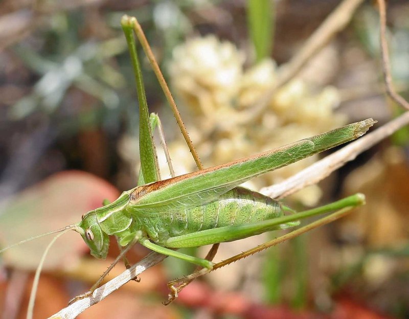 Tylopsis lilifolia