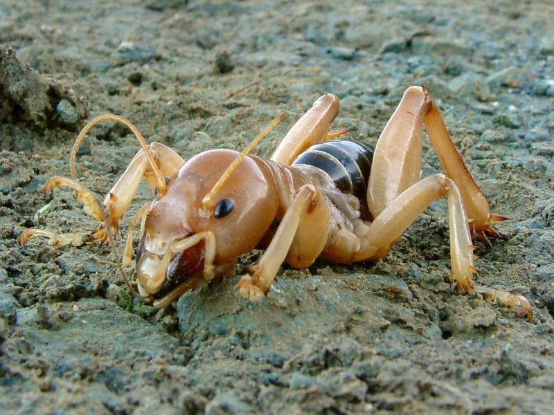 Stenopelmatus fuscus