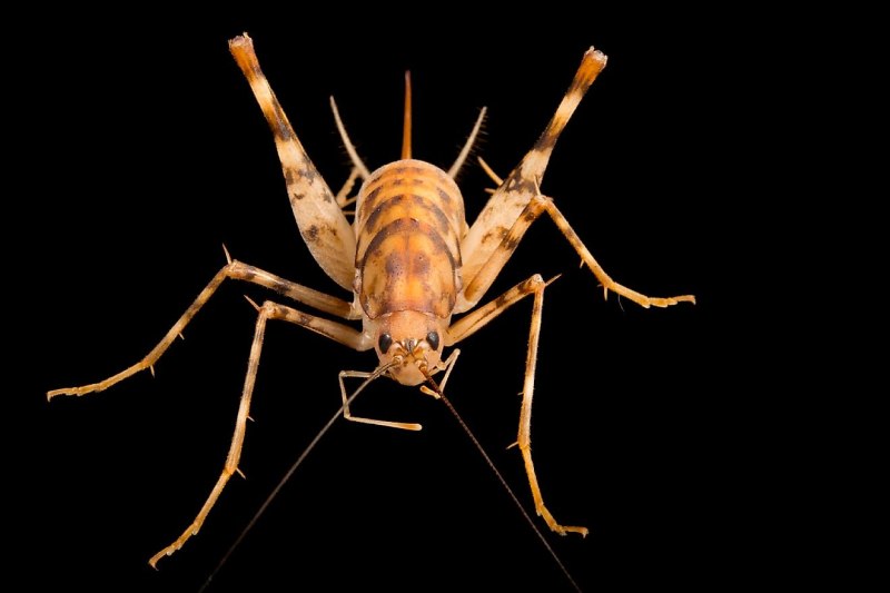 Cave Cricket