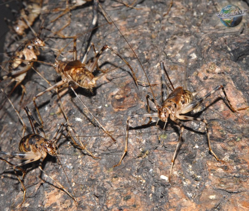Phaeophilacris bredoides