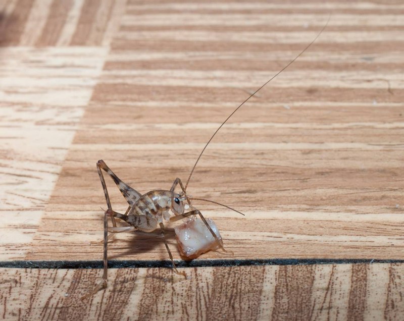 Tachycines asynamorus