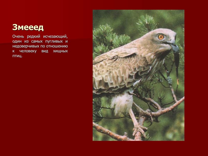 Птицы Оренбургской области занесенные в красную книгу