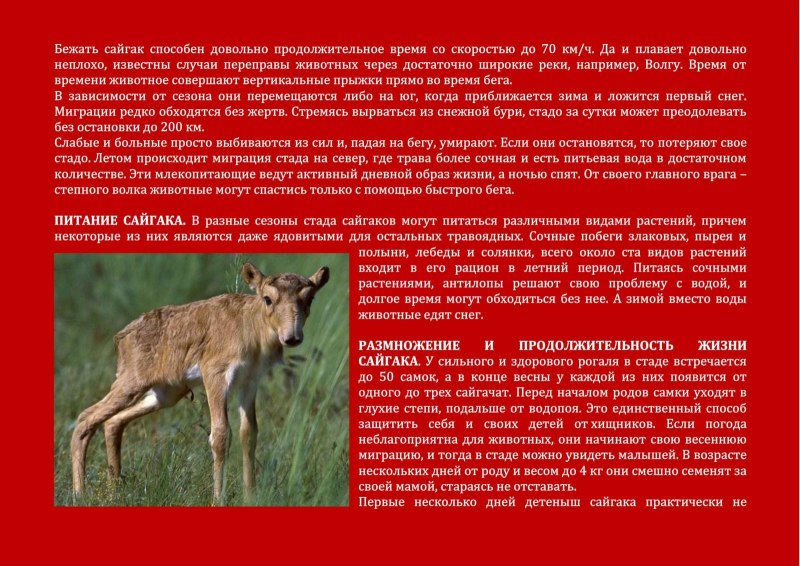 Красная книга Оренбуржья 1 животное