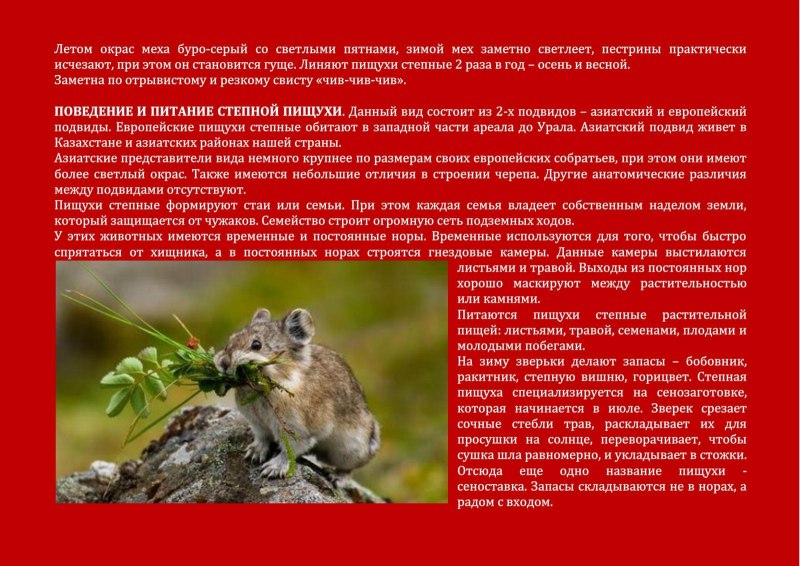 Животные из красной книги Оренбургской области