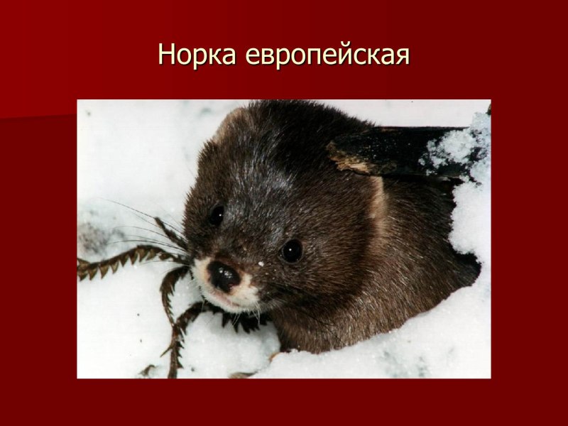 Норка европейская в Оренбургской области