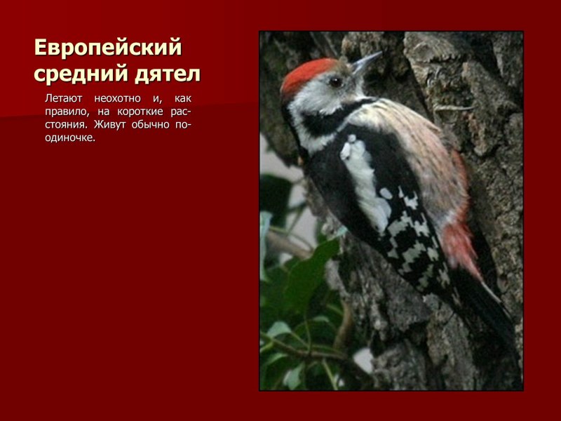 Европейский средний дятел Оренбургской области