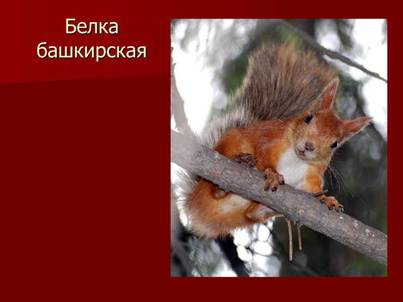 Белка Башкирская красная книга Оренбургской области