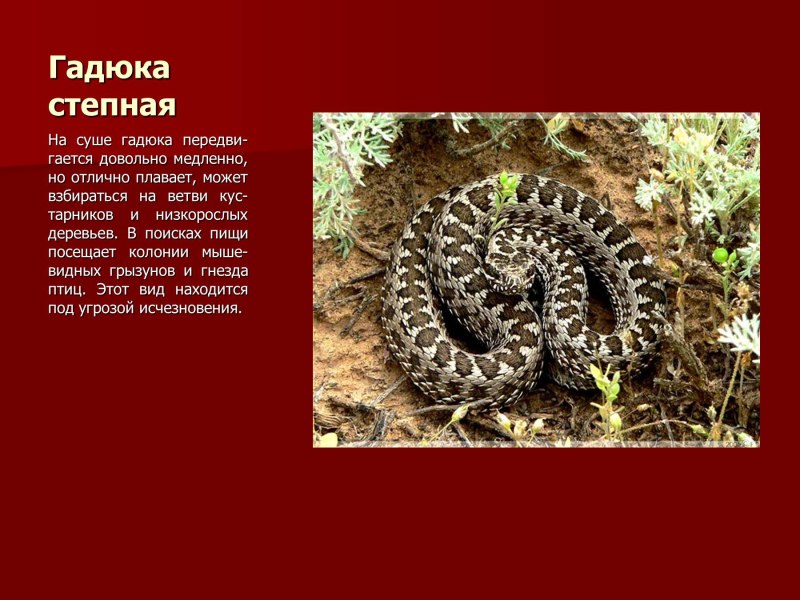Гадюка Степная Оренбургской области