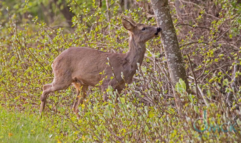 Сибирская косуля capreolus pygargus