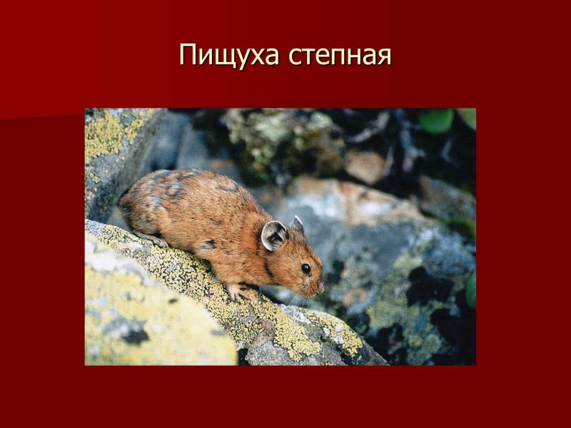 Пищуха Степная в Оренбургской области