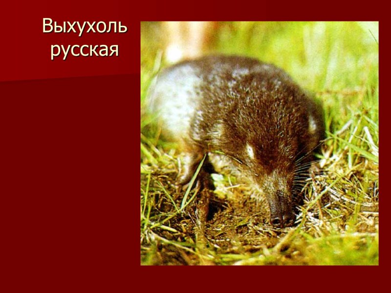 Плацентарные Насекомоядные